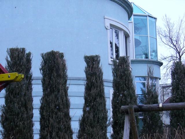 Przycinanie Cięcie Tuj Warszawa